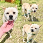 경주동물사랑보호센터 경주동물사랑보호센터, 경주동물사랑보호센터 홈페이지, 경주시