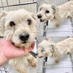 경주동물사랑보호센터 경주동물사랑보호센터, 경주동물사랑보호센터 홈페이지, 경주시