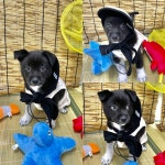 경주동물사랑보호센터 경주동물사랑보호센터, 경주동물사랑보호센터 홈페이지, 경주시