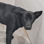 경주동물사랑보호센터 경주동물사랑보호센터, 경주동물사랑보호센터 홈페이지, 경주시