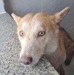 경주동물사랑보호센터 경주동물사랑보호센터, 경주동물사랑보호센터 홈페이지, 경주시