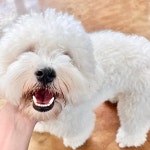 경주동물사랑보호센터 경주동물사랑보호센터, 경주동물사랑보호센터 홈페이지, 경주시