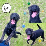 경주동물사랑보호센터 경주동물사랑보호센터, 경주동물사랑보호센터 홈페이지, 경주시