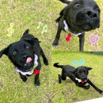 경주동물사랑보호센터 경주동물사랑보호센터, 경주동물사랑보호센터 홈페이지, 경주시