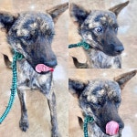 경주동물사랑보호센터 경주동물사랑보호센터, 경주동물사랑보호센터 홈페이지, 경주시