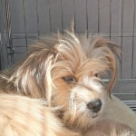 경주동물사랑보호센터 경주동물사랑보호센터, 경주동물사랑보호센터 홈페이지, 경주시