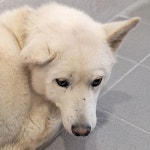 경주동물사랑보호센터 경주동물사랑보호센터, 경주동물사랑보호센터 홈페이지, 경주시