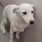 경주동물사랑보호센터 경주동물사랑보호센터, 경주동물사랑보호센터 홈페이지, 경주시