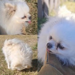 경주동물사랑보호센터 경주동물사랑보호센터, 경주동물사랑보호센터 홈페이지, 경주시