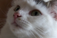 동물자유연대 : 길고양이와 관련해 반가운 소식 하나 전해드립니다~! 길고양이와 관련해 반가운 소식 하나 전해드립니다~!