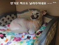 동물자유연대 : 오랜 입원생활 청산하고 행당동에 입성한 요 녀석이 누구일까요?? 오랜 입원생활 청산하고 행당동에 입성한 요 녀석이 누구일까요?? 