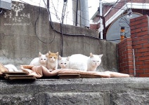 동물자유연대 : 행당동의 밥냥 흰숙이네 아가들에게 범백이 돌았습니다.. 행당동의 밥냥 흰숙이네 아가들에게 범백이 돌았습니다.. 