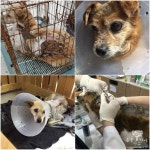 동물자유연대 : 반송원에서 구조된 아이들의 치료비를 지원하였습니다 반송원에서 구조된 아이들의 치료비를 지원하였습니다