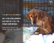 동물자유연대 : [TV동물농장 방영] 여주 개 농장에서 구조된 누렁이들에게 손 내밀어주세요 [TV동물농장 방영] 여주 개 농장에서 구조된... 