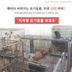 동물자유연대 : [유기동물] 고통사 방지 활동 ① 유기동물 보호소 자연사의 비밀 [유기동물] 고통사 방지 활동 ① 유기동물 보호소 자연사의 비밀