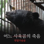 동물자유연대 : [사육곰] 어느 반달가슴곰의 죽음 [사육곰] 어느 반달가슴곰의 죽음