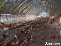 동물자유연대 : [농장동물] 암탉에게 자유를 ② - 동물복지농가 부여 산야농장 방문기 [농장동물] 암탉에게 자유를 ② - 동물복지농가 부여... 