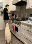 동물자유연대 : [해외입양] 캐나다 밴쿠버에서 가족을 만난 찬이와 란이 [해외입양] 캐나다 밴쿠버에서 가족을 만난 찬이와 란이