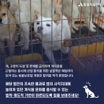 동물자유연대 : [참여요청] 개식용 산업 금지법 입법예고에 찬성 의견을 등록해주세요! [참여요청] 개식용 산업 금지법 입법예고에 찬성 의견을... 