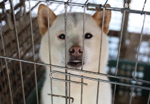동물자유연대 : 곤지암 번식장 구조견 공실이와 자견 다섯 마리 곤지암 번식장 구조견 공실이와 자견 다섯 마리
