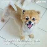 동물자유연대 : [곤지암 번식장 구조견] 이름 없이 귀에 18번호 새겨졌던 감귤이  [곤지암 번식장 구조견] 이름 없이 귀에 18번호 새겨졌던... 
