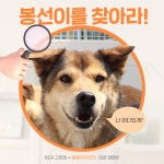 동물자유연대 : [참여] 봉선이를 찾아라! [참여] 봉선이를 찾아라!