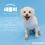 동물자유연대 : [곤지암 번식장 구조견] 주눅든 채로도 사람을 좋아하고 싶어 하는 새롬이 [곤지암 번식장 구조견] 주눅든 채로도 사람을... 
