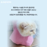 동물자유연대 : [지원후기] 큰 사고를 당한 채 발견된 행운이 [지원후기] 큰 사고를 당한 채 발견된 행운이
