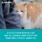 동물자유연대 : 🎬영화로 만나는 동물 <꿈꾸는 고양이> 🎬영화로 만나는 동물 <꿈꾸는 고양이>