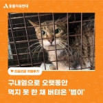 동물자유연대 : [지원후기] 구내염으로 오랫동안 먹지 못 한 채 버텨온 범이 [지원후기] 구내염으로 오랫동안 먹지 못 한 채 버텨온 범이