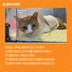 동물자유연대 : [지원후기] 장기가 파열된 채 고통 속에 살아가던 나비 [지원후기] 장기가 파열된 채 고통 속에 살아가던 나비