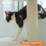 동물자유연대 : 세 다리로 생활하는 삶에 적응하고 있는 해로 세 다리로 생활하는 삶에 적응하고 있는 해로