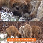 동물자유연대 : 오남 저수지 구조견 순우와 순미의 여전한 두려움 오남 저수지 구조견 순우와 순미의 여전한 두려움  