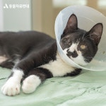 동물자유연대 : 장수가 안구 적출 수술 및 중성화 수술을 받았습니다. 장수가 안구 적출 수술 및 중성화 수술을 받았습니다.