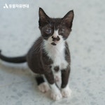 동물자유연대 : 장수가 안구 적출 수술 및 중성화 수술을 받았습니다. 장수가 안구 적출 수술 및 중성화 수술을 받았습니다.