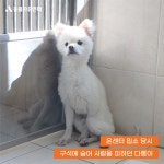 동물자유연대 : [입양] 두려움 너머의 즐거움을 알게 된 다롱이 [입양] 두려움 너머의 즐거움을 알게 된 다롱이