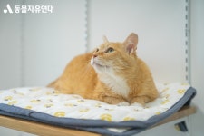 동물자유연대 : 삼순이, 이모, 또루가 온센터 파주에서의 삶을 시작했습니다. 삼순이, 이모, 또루가 온센터 파주에서의 삶을 시작했습니다.