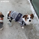 동물자유연대 : 워크앤런의 후원 워크앤런의 후원
