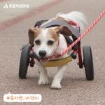 동물자유연대 : 봄맞이 깔끔 미용 나들이! 온센터 친구들이 가볍게 미용을 했어요. 😉 봄맞이 깔끔 미용 나들이! 온센터 친구들이 가볍게 미용을... 