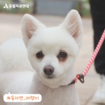 동물자유연대 : 봄맞이 깔끔 미용 나들이! 온센터 친구들이 가볍게 미용을 했어요. 😉 봄맞이 깔끔 미용 나들이! 온센터 친구들이 가볍게 미용을... 