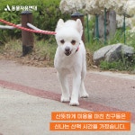 동물자유연대 : 봄맞이 깔끔 미용 나들이! 온센터 친구들이 가볍게 미용을 했어요. 😉 봄맞이 깔끔 미용 나들이! 온센터 친구들이 가볍게 미용을... 