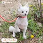 동물자유연대 : 봄맞이 깔끔 미용 나들이! 온센터 친구들이 가볍게 미용을 했어요. 😉 봄맞이 깔끔 미용 나들이! 온센터 친구들이 가볍게 미용을... 