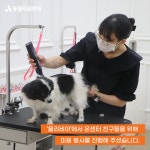 동물자유연대 : 봄맞이 깔끔 미용 나들이! 온센터 친구들이 가볍게 미용을 했어요. 😉 봄맞이 깔끔 미용 나들이! 온센터 친구들이 가볍게 미용을... 
