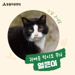 동물자유연대 : 마라도 고양이들의 가족을 찾고 있어요 😻🙌 마라도 고양이들의 가족을 찾고 있어요 😻🙌