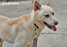 동물자유연대 : 💌위탁보호소 통영 개농장 구조견 친구들은 무사히 여름을 보내고 있어요! 💌위탁보호소 통영 개농장 구조견 친구들은... 