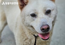 동물자유연대 : 💌위탁보호소 통영 개농장 구조견 친구들은 무사히 여름을 보내고 있어요! 💌위탁보호소 통영 개농장 구조견 친구들은... 