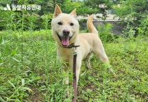 동물자유연대 : 💌위탁보호소 통영 개농장 구조견 친구들은 무사히 여름을 보내고 있어요! 💌위탁보호소 통영 개농장 구조견 친구들은... 