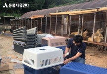 동물자유연대 : 💌위탁보호소 통영 개농장 구조견 친구들은 무사히 여름을 보내고 있어요! 💌위탁보호소 통영 개농장 구조견 친구들은... 
