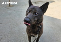 동물자유연대 : 💌위탁보호소 통영 개농장 구조견 친구들은 무사히 여름을 보내고 있어요! 💌위탁보호소 통영 개농장 구조견 친구들은... 