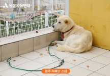 동물자유연대 : 언제나 같은 자리에 머무는 스타 언제나 같은 자리에 머무는 스타
